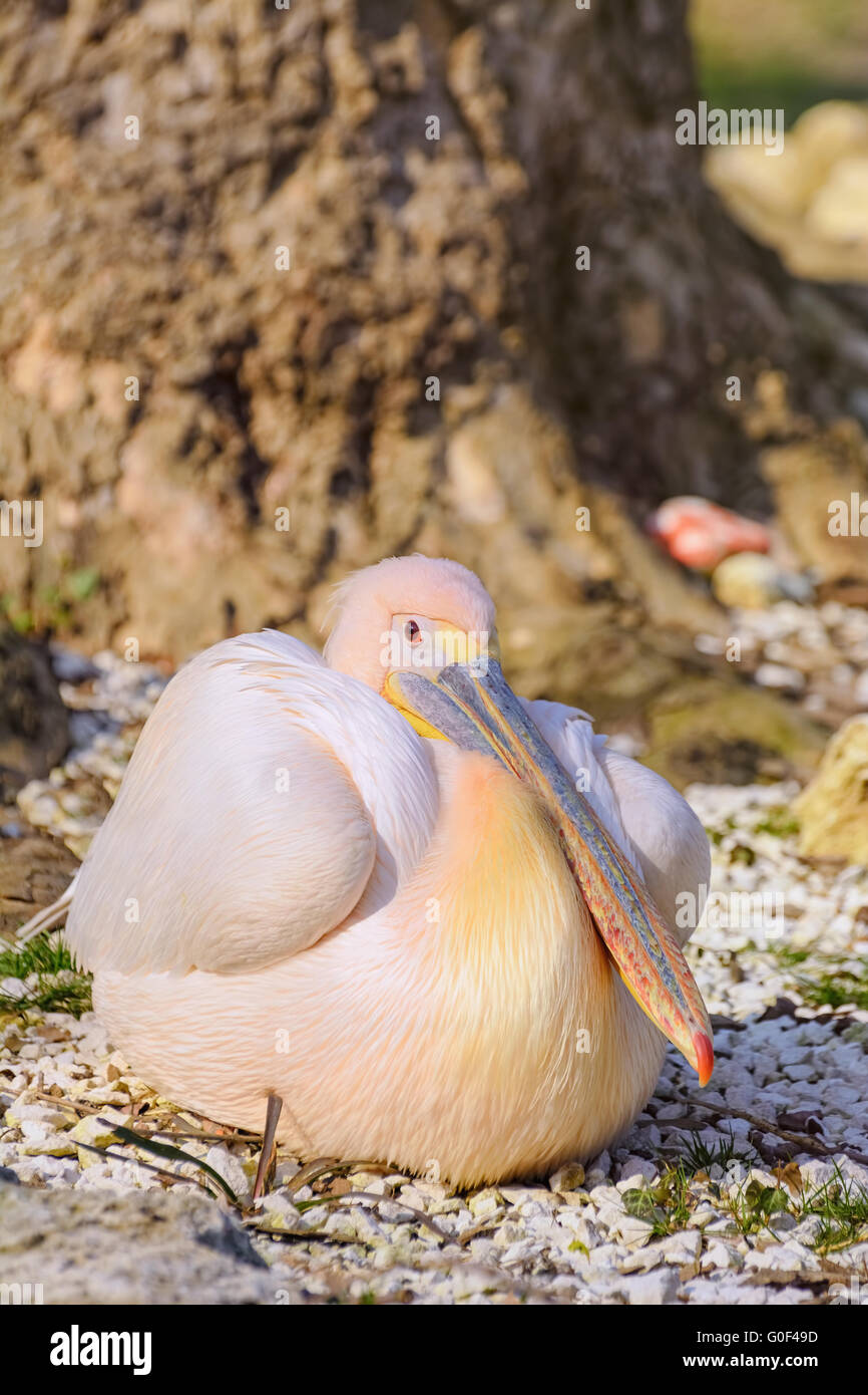 Pelican plumage hi-res stock photography and images - Alamy