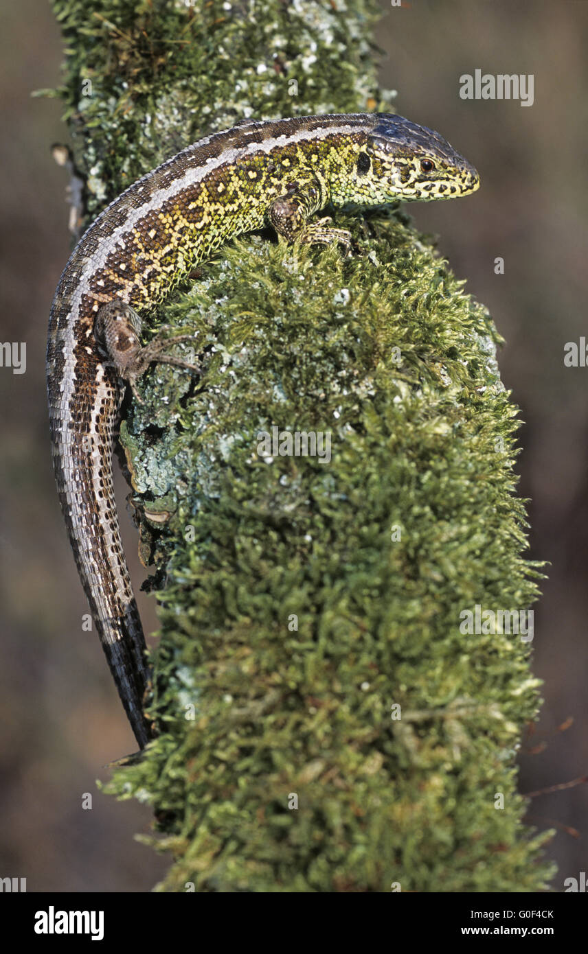 Sand Lizard to protect themselves they pop off their tail and bite Stock Photo