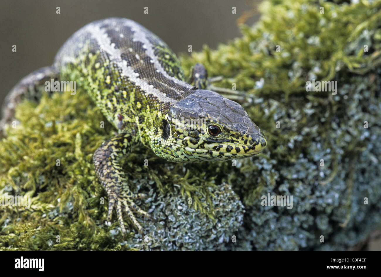 Sand Lizard is regarded as threatened and is stricly protected under UK law Stock Photo
