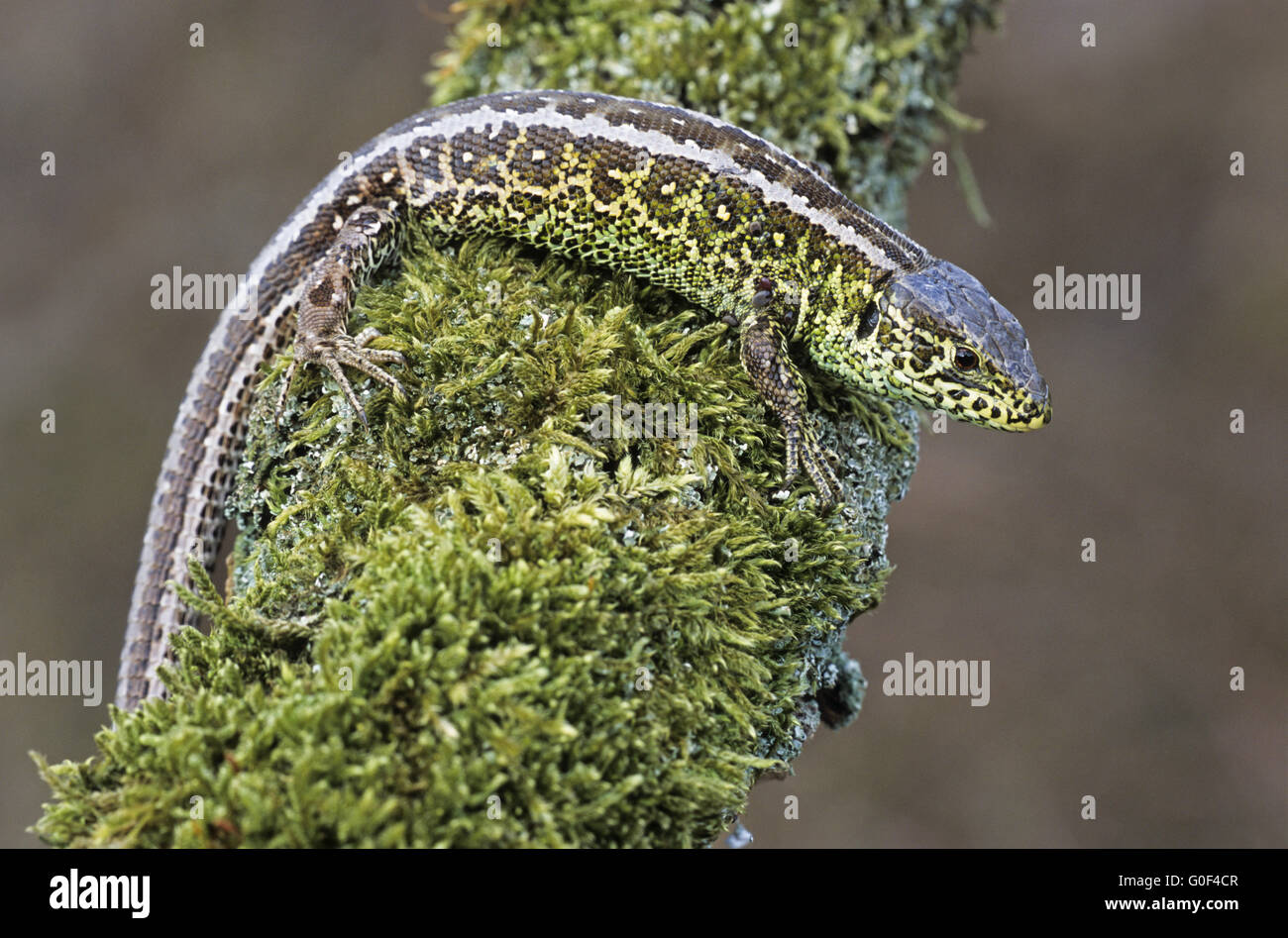 Sand Lizard can reach up to 25cm Stock Photo