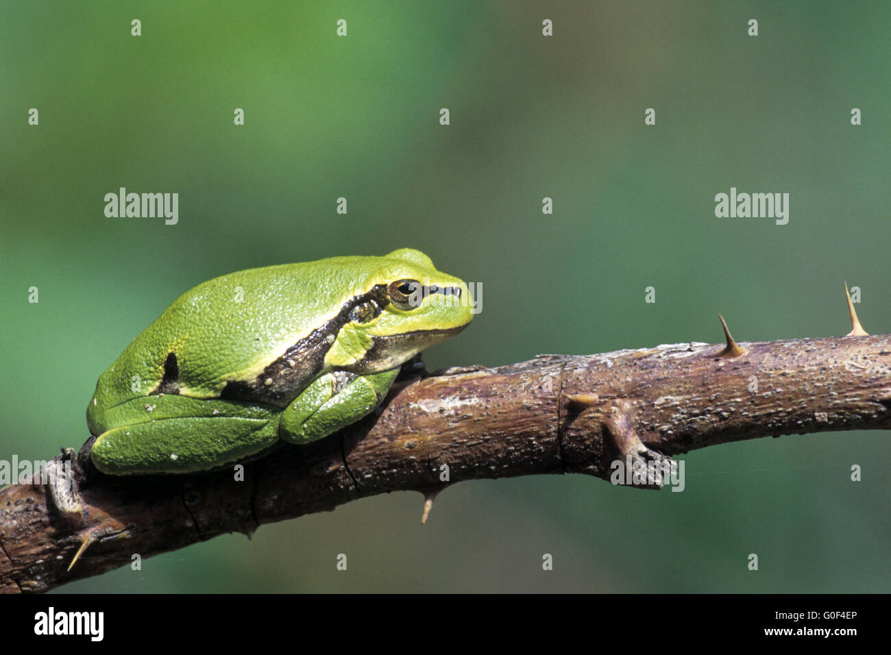 European Tree Frog has been introduced to the UK and to Latvia Stock Photo