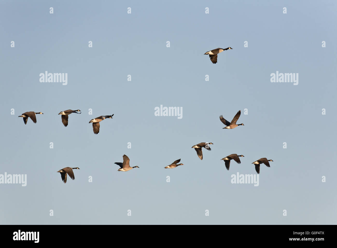 Canada Geese are the most commonly hunted waterfowl in North America Stock Photo