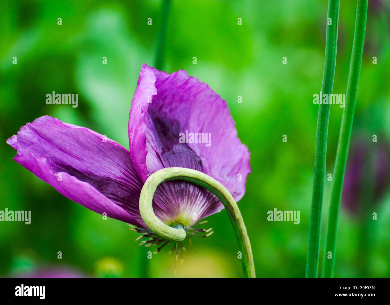 Poppy Poppy in purple field Stock Photo