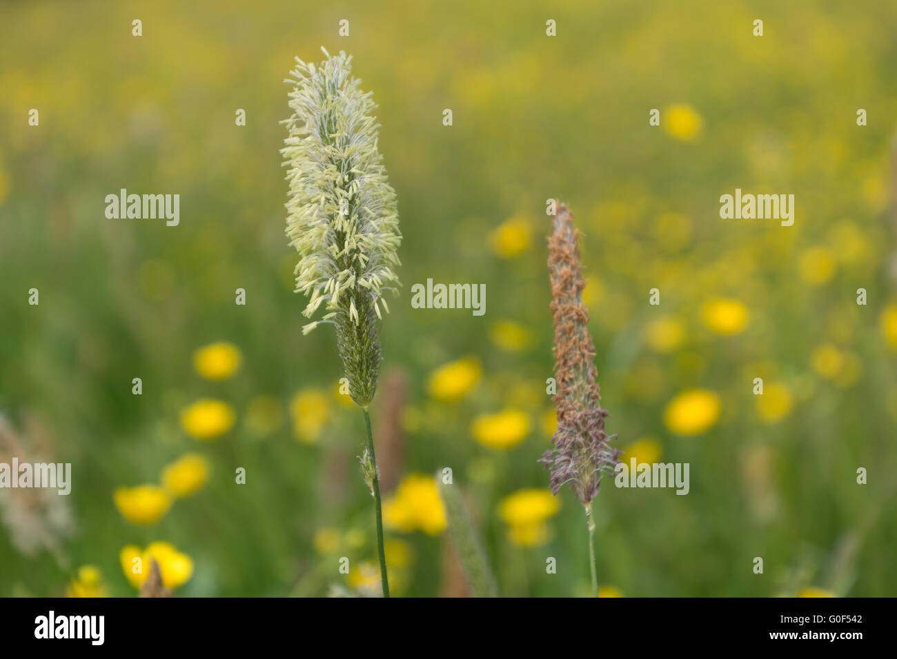 Close-up grass species meadow foxtail - background blurred flower meadow Stock Photo