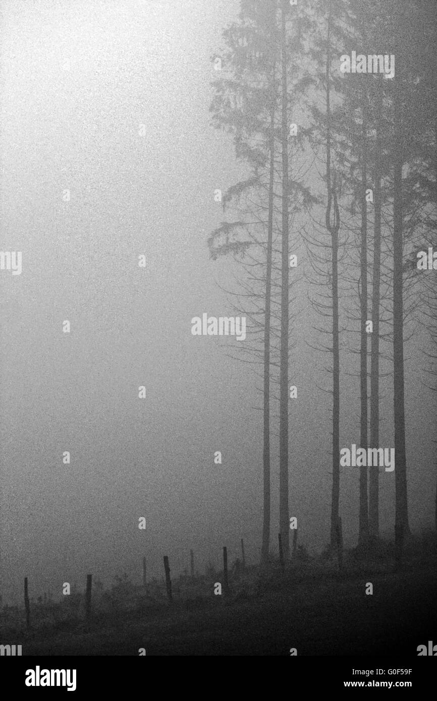 Trees in the fog Stock Photo