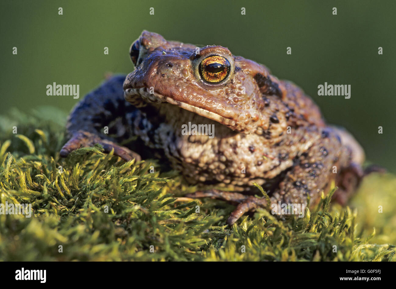 Common Toad is most active in wet weather Stock Photo
