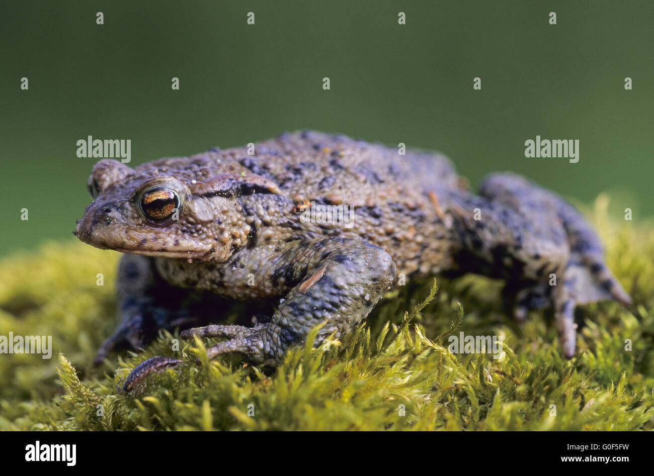 Common Toad many killed by traffic on the roads Stock Photo