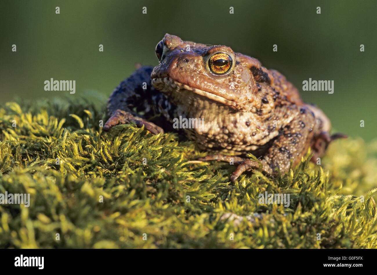 Common Toads have survived in captivity for over 30 years Stock Photo