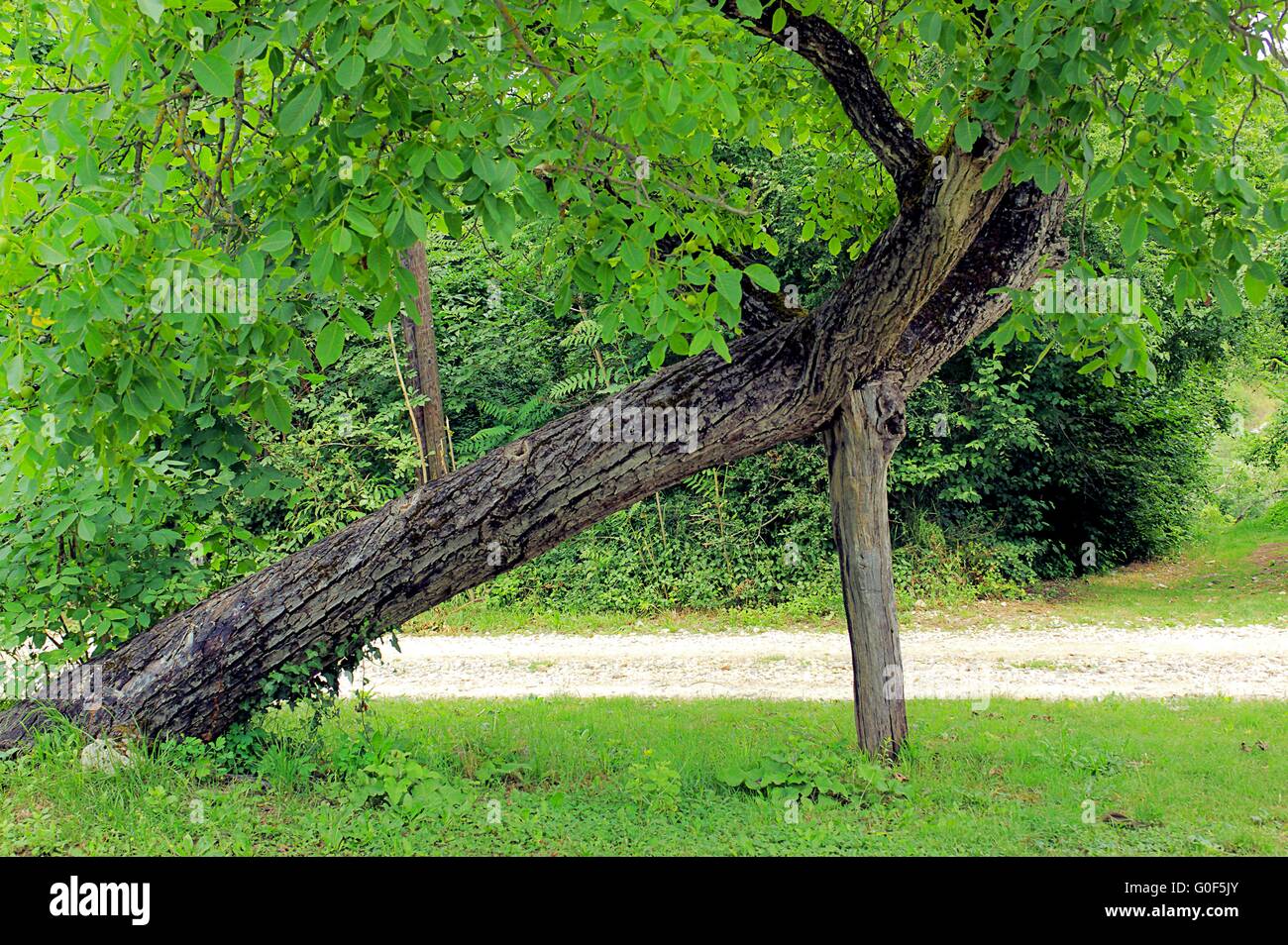 Tree support in Croatian Stock Photo