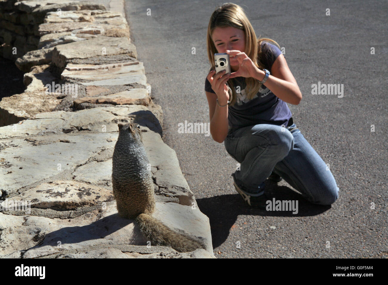 Young woman practices as nature photographer with a trusting Grey Squirrel Stock Photo