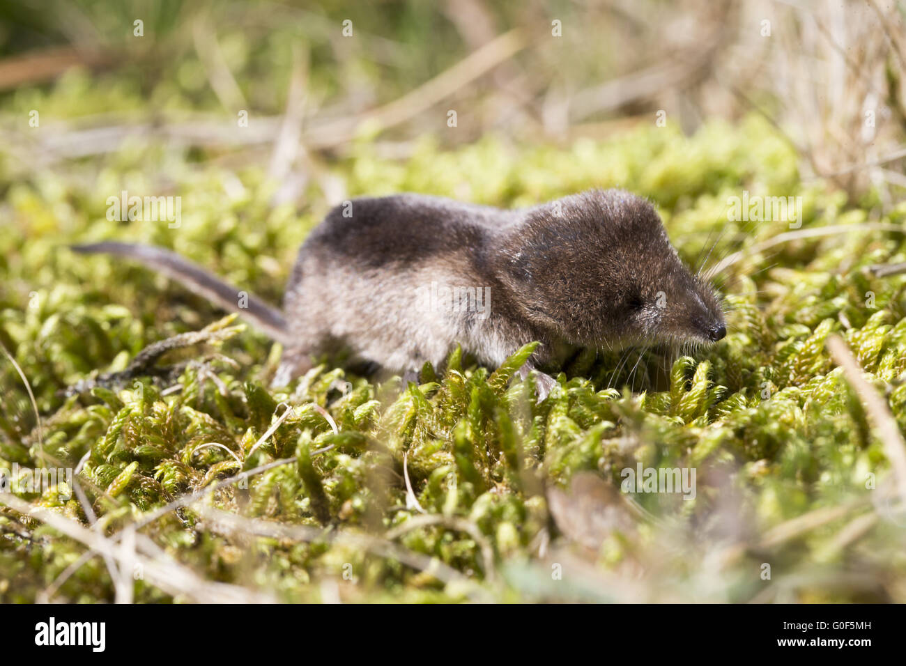Pygmy shrew hires stock photography and images Alamy