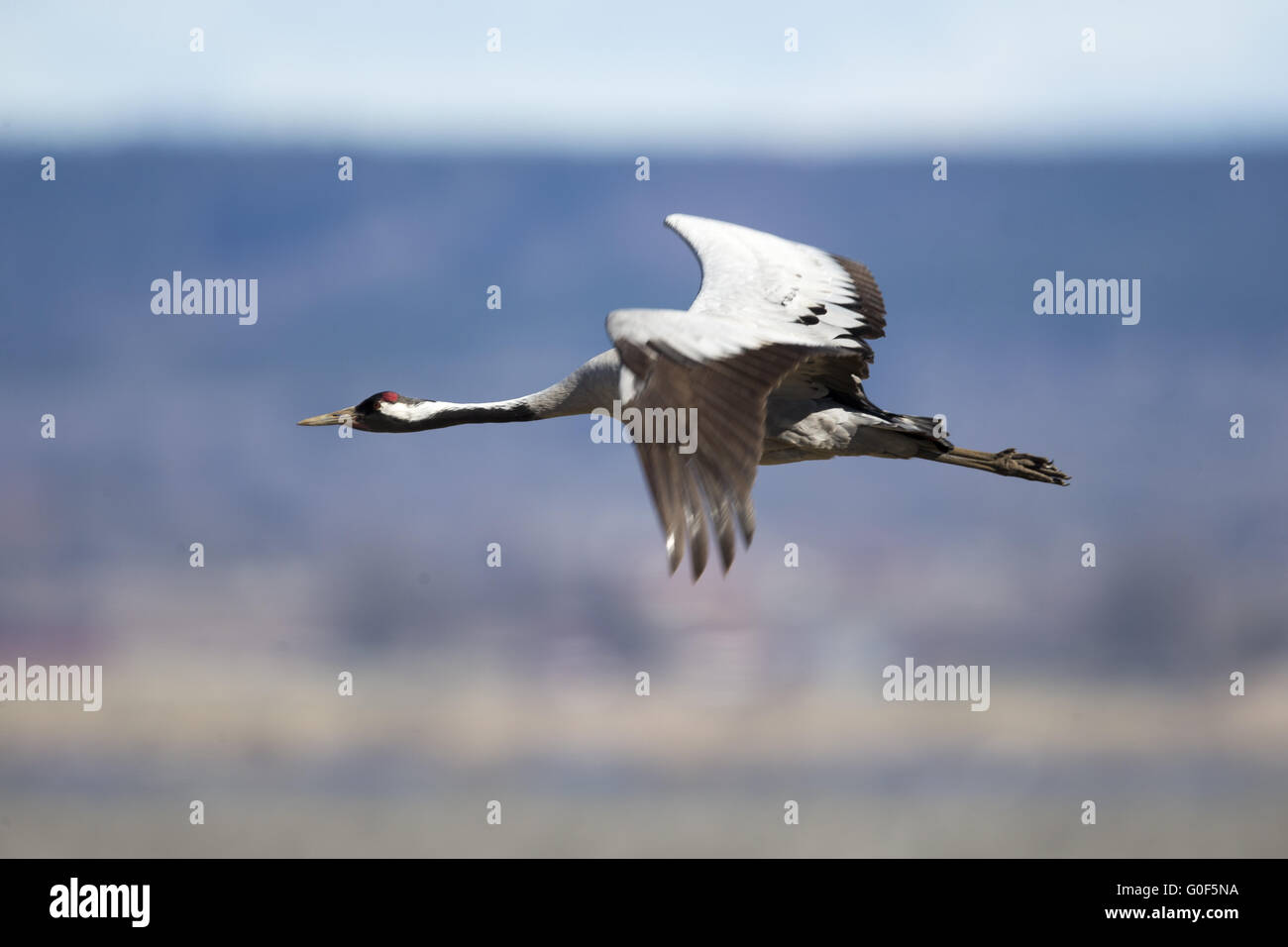 flying eurasian crane Stock Photo