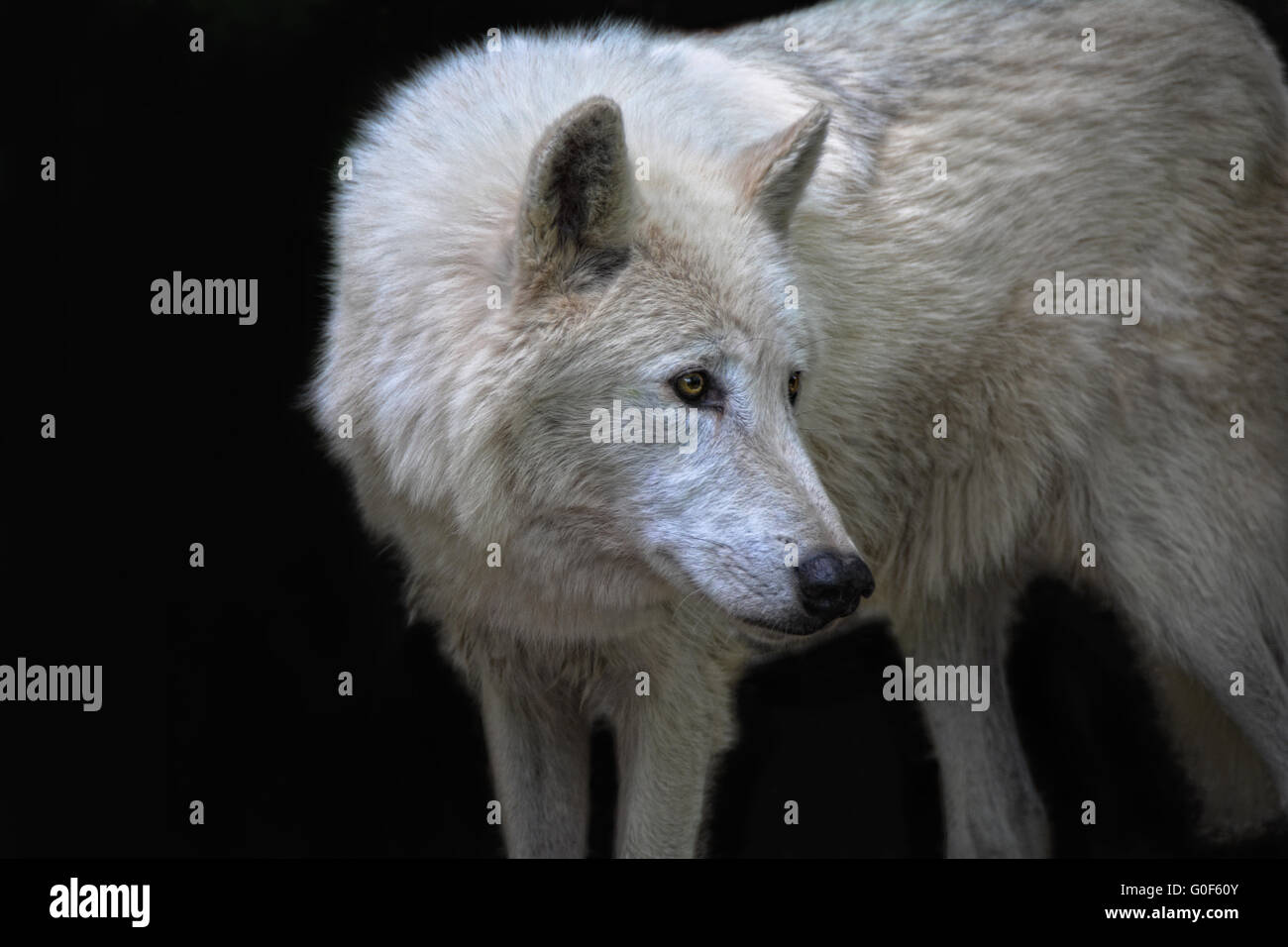 white wolf Stock Photo