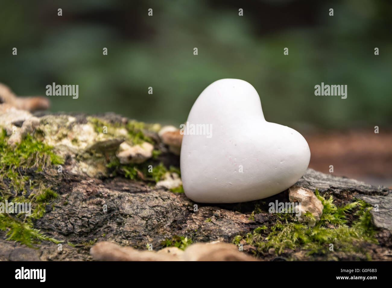 Heart in nature Stock Photo