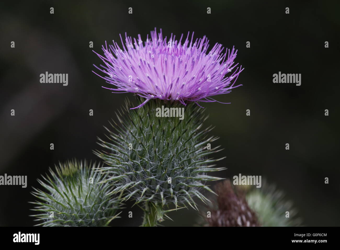 Thistle Flower Stock Photo