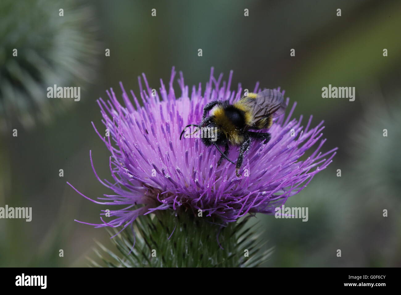 Bumble bee on a thistle flower Stock Photo