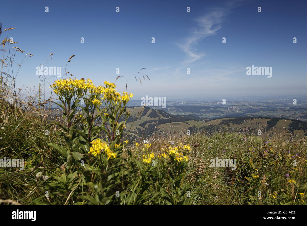 View from Nagelfluh mountains to Alpine Upland Stock Photo