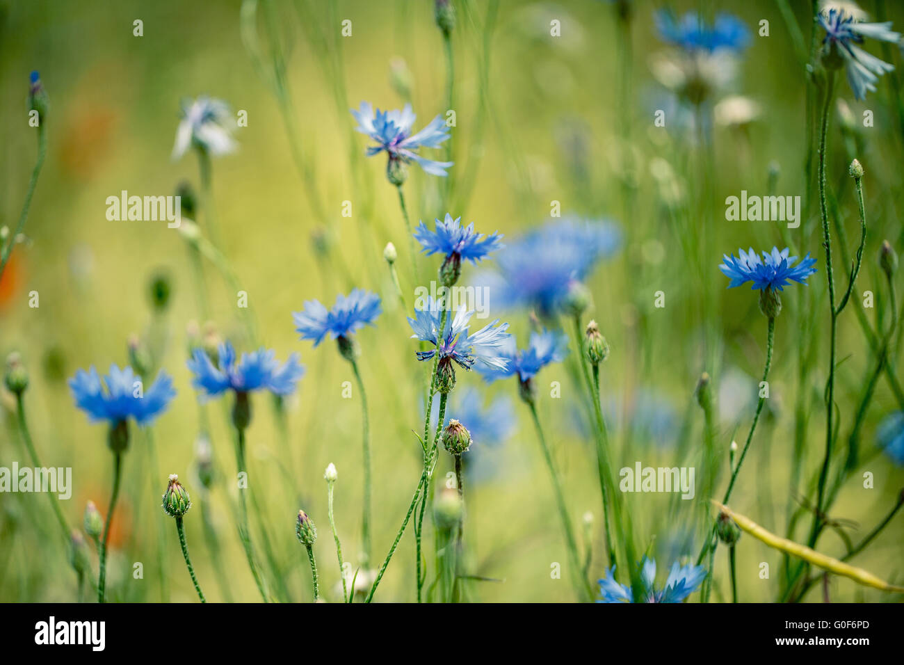 Field of Corn Flowers Stock Photo Alamy