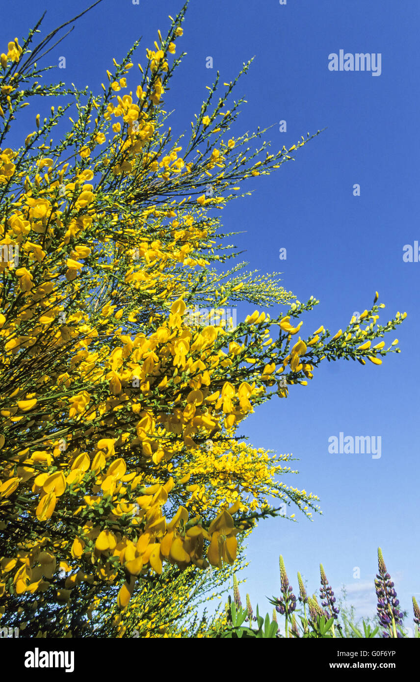 Broom is in North America an invasive plant Stock Photo