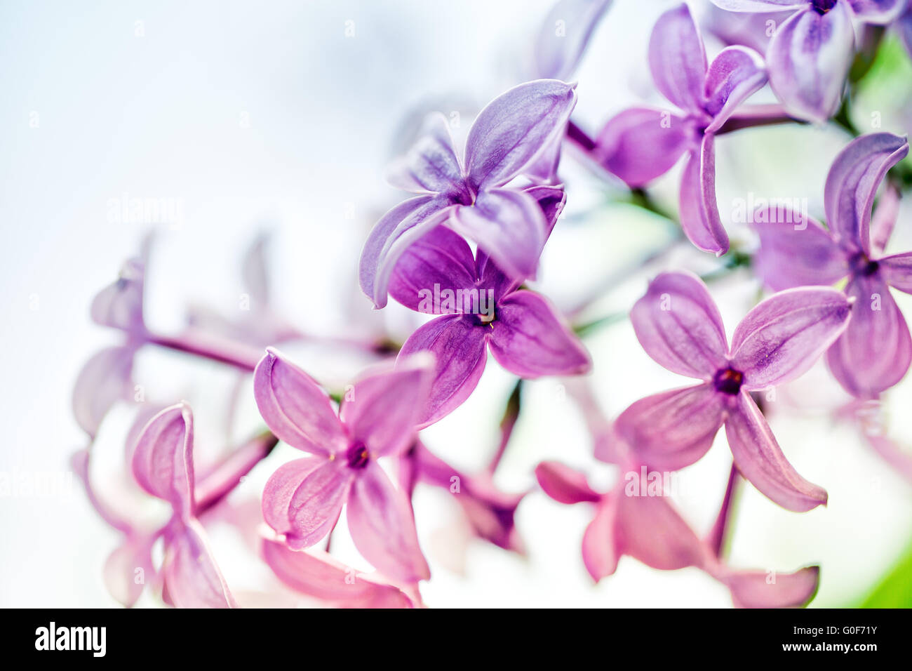 Lilac Blossom Stock Photo