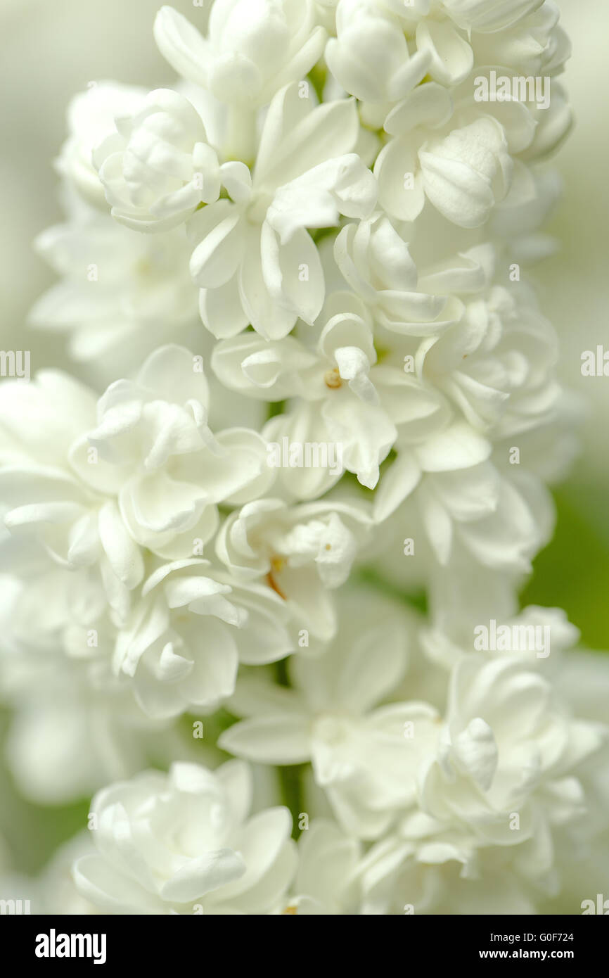 Lilac Blossom Stock Photo