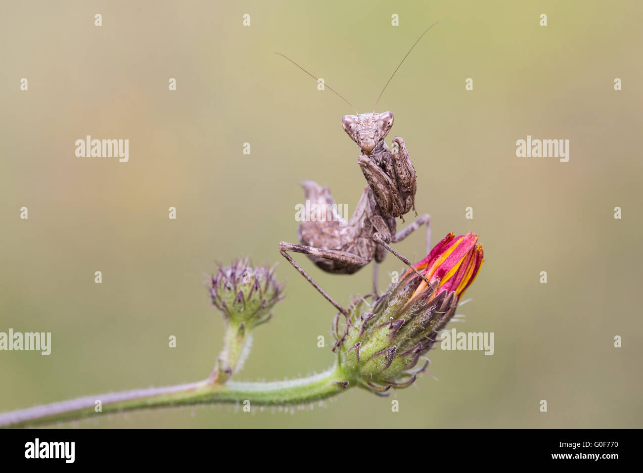 European dwarf mantis Stock Photo