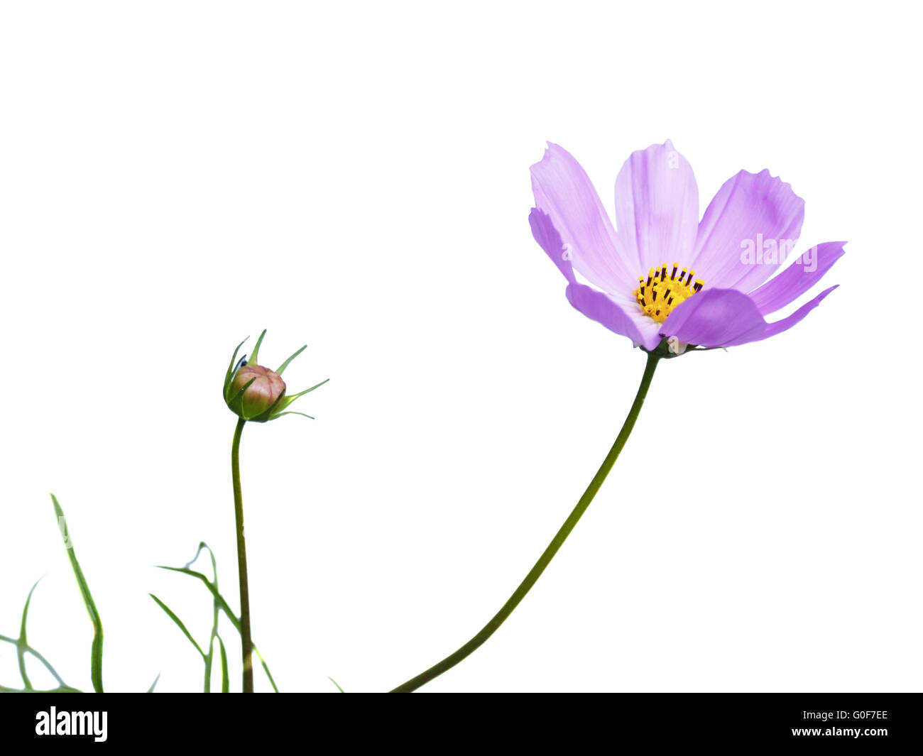 Beautiful cosmos flower hi-res stock photography and images - Alamy