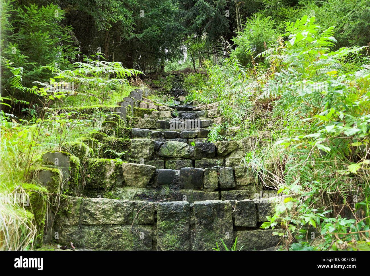 Stone stairs in the forest Stock Photo