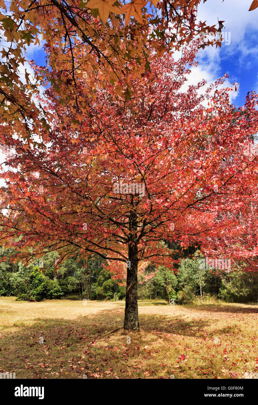 Red bright foliate tree in autumnal colours and garden on a sunny day. Mt Wilson reserve in Blue Mountains growth foliate leafy Stock Photo