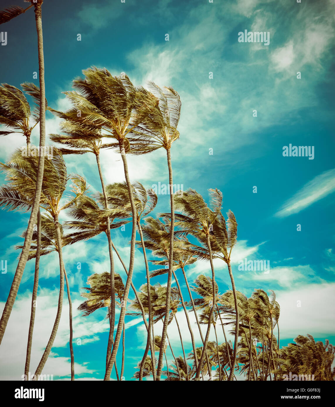 Palm tree vintage wind hires stock photography and images Alamy