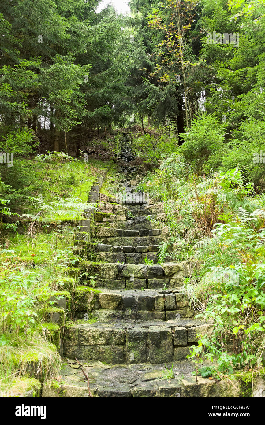 Stone stairs in the forest Stock Photo