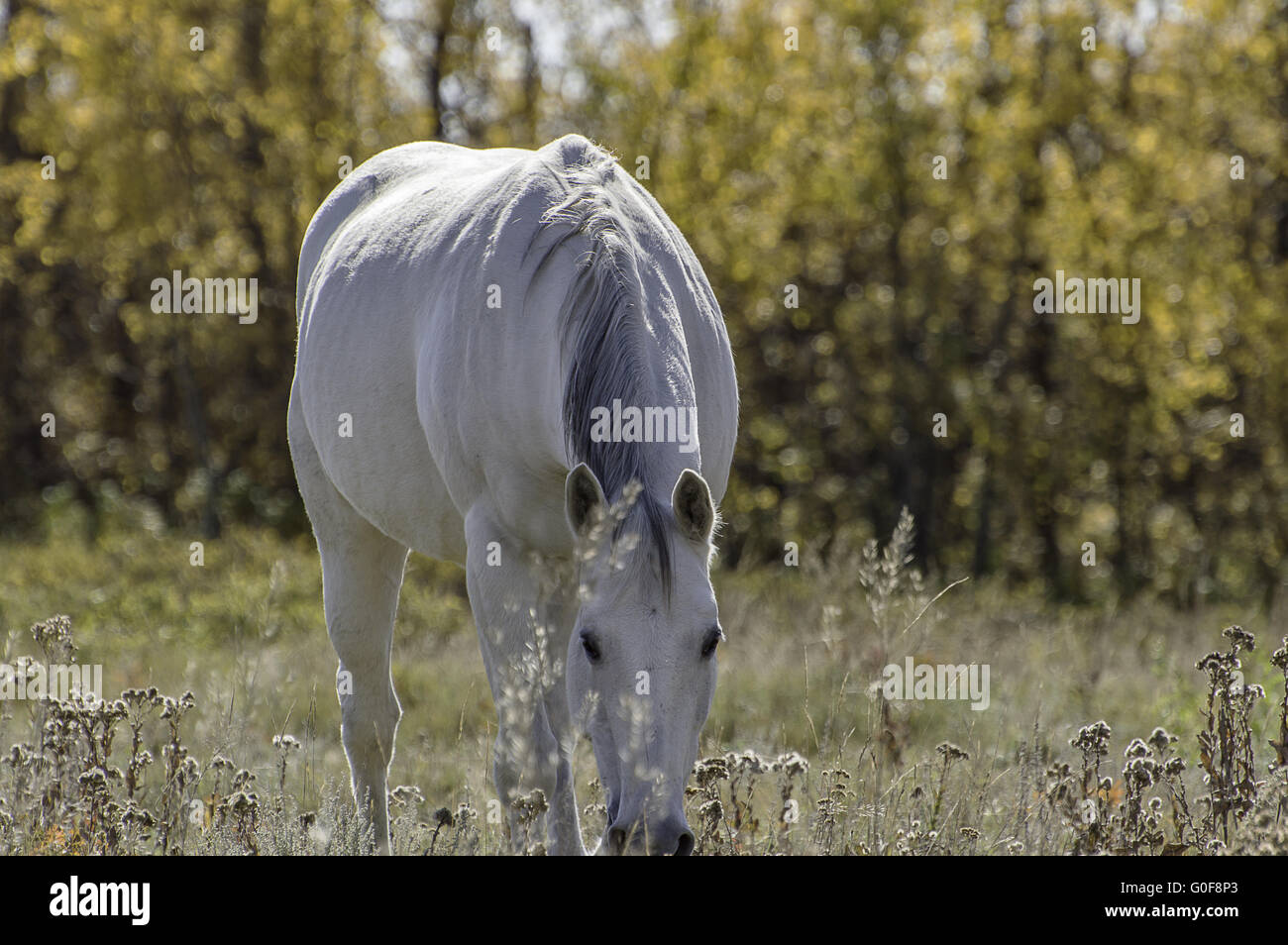 Horse Enjoying the Morning Sun Stock Photo