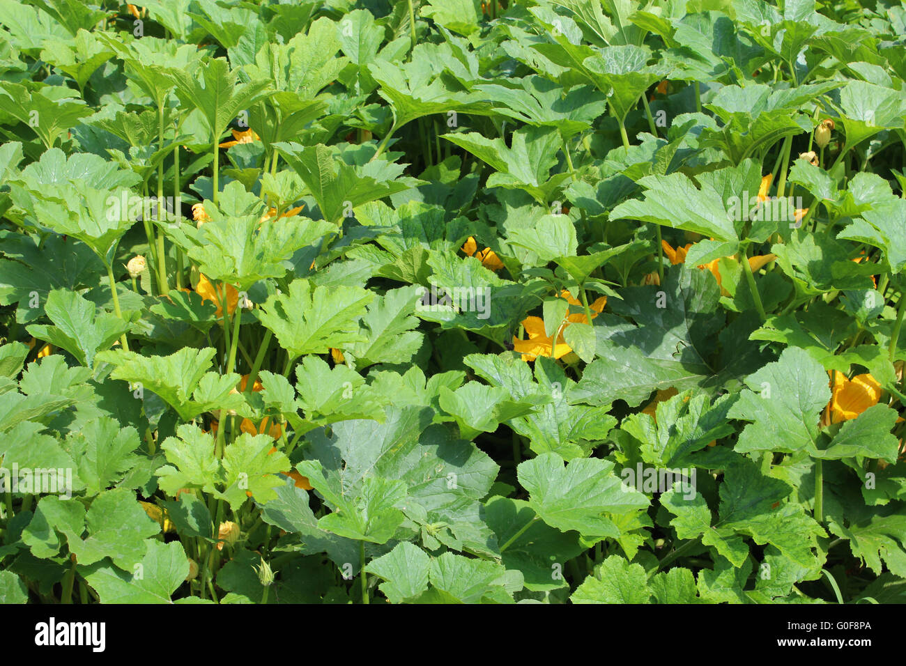 big planting of squashes in the bed Stock Photo Alamy