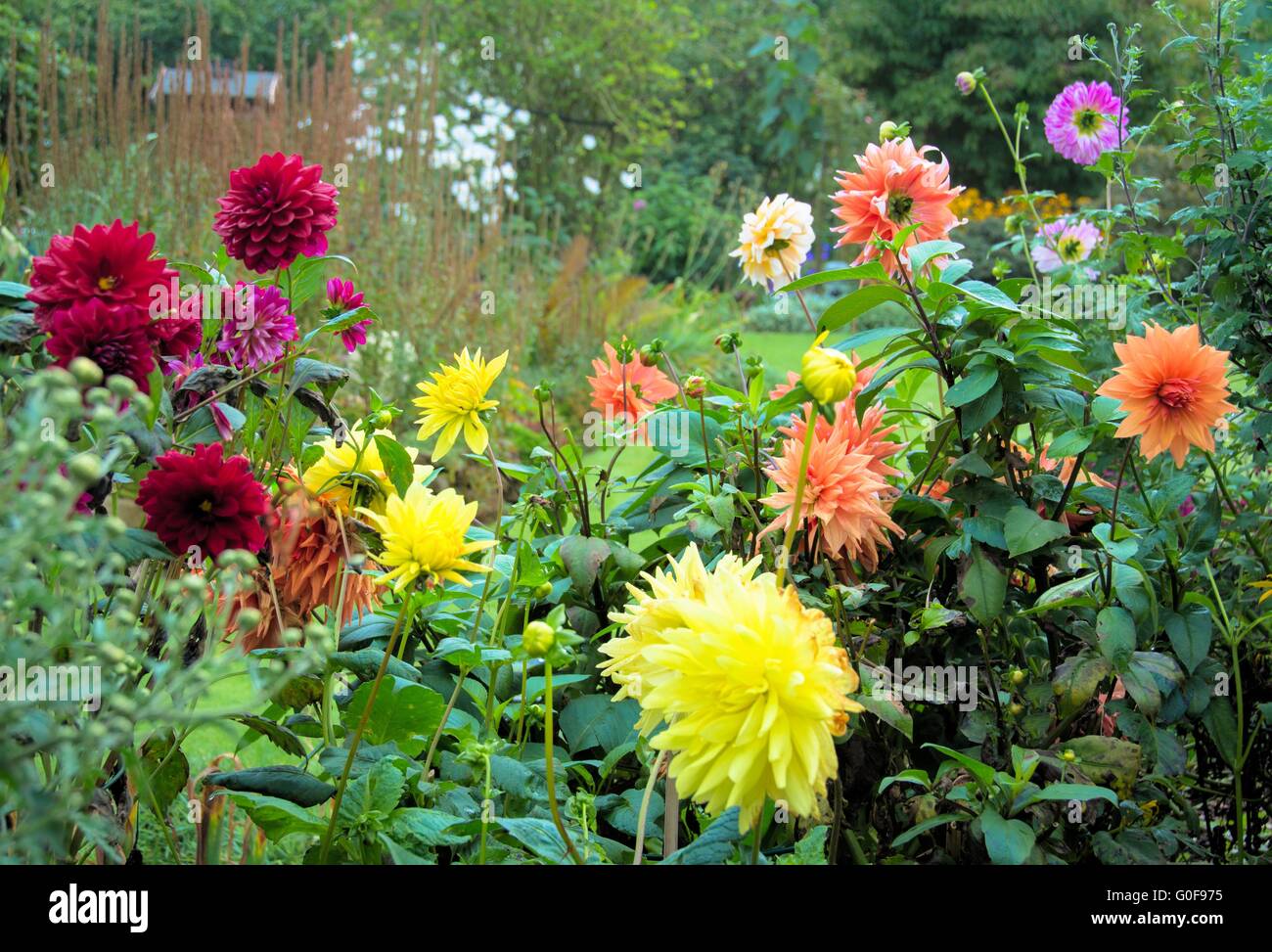 dahlias in autumn garden Stock Photo