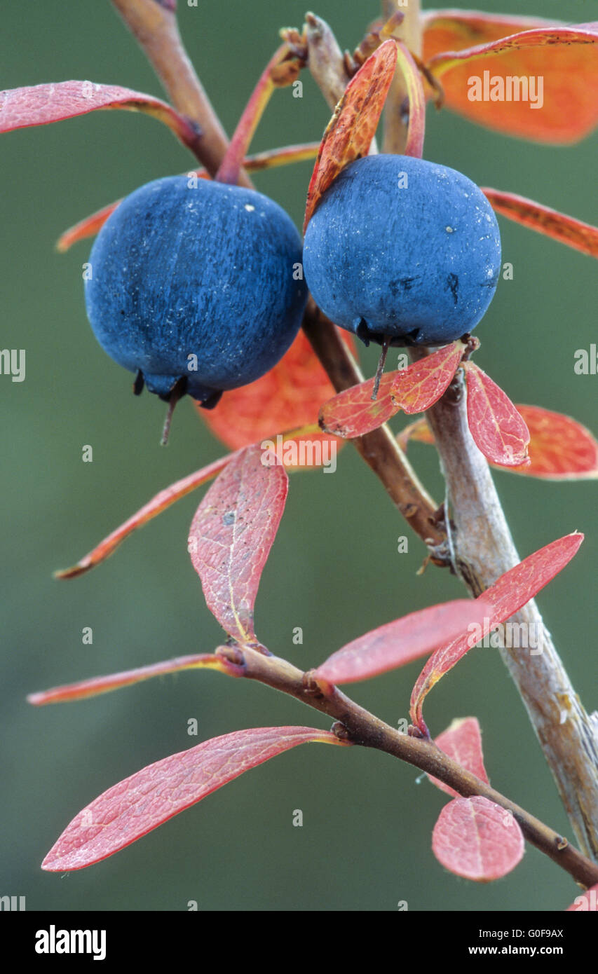 Bilberry has been used for nearly 1.000 years Stock Photo