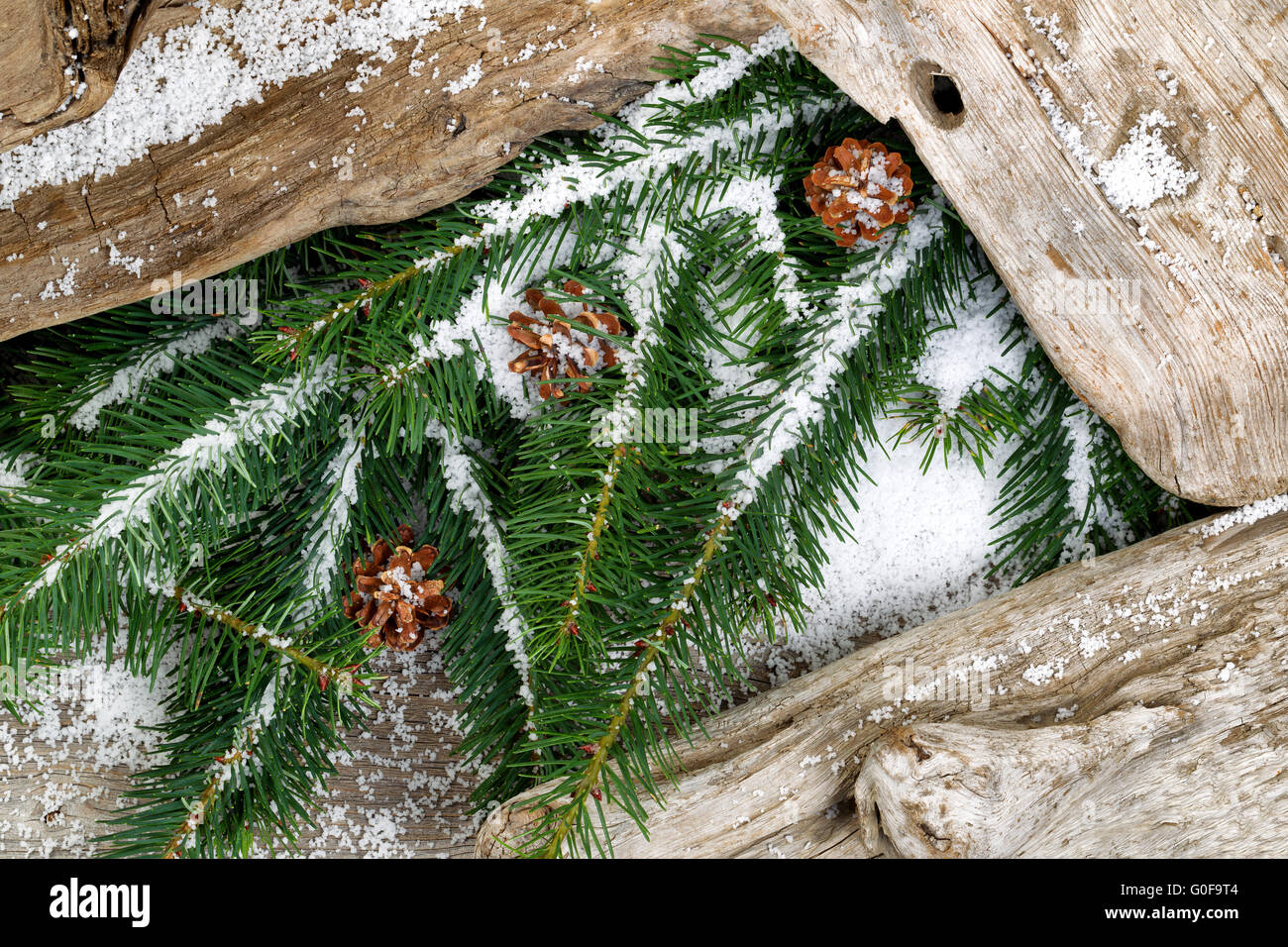 Evergreen branches and rustic driftwood covered with snow Stock Photo