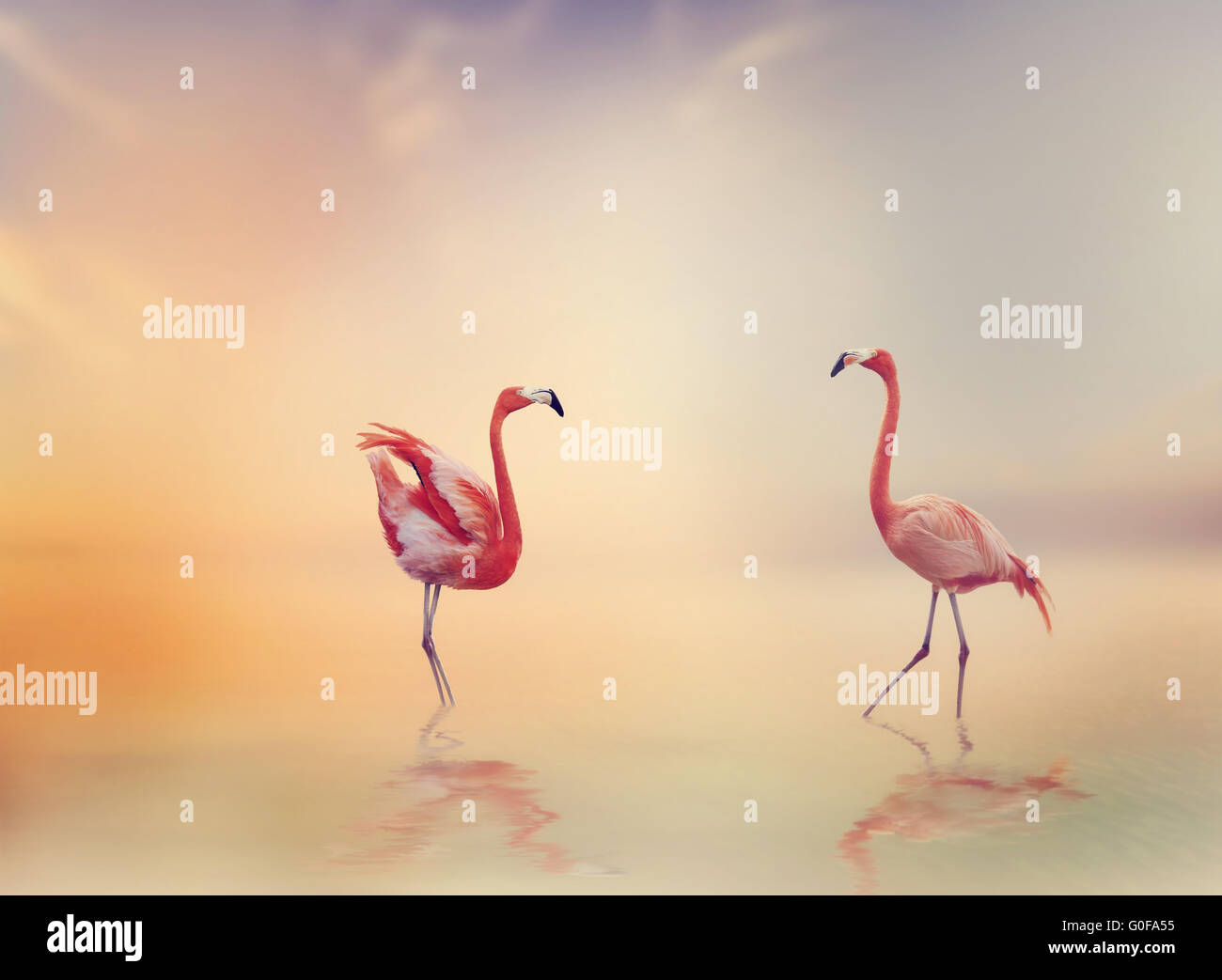 Two Flamingoes at Sunset Stock Photo - Alamy