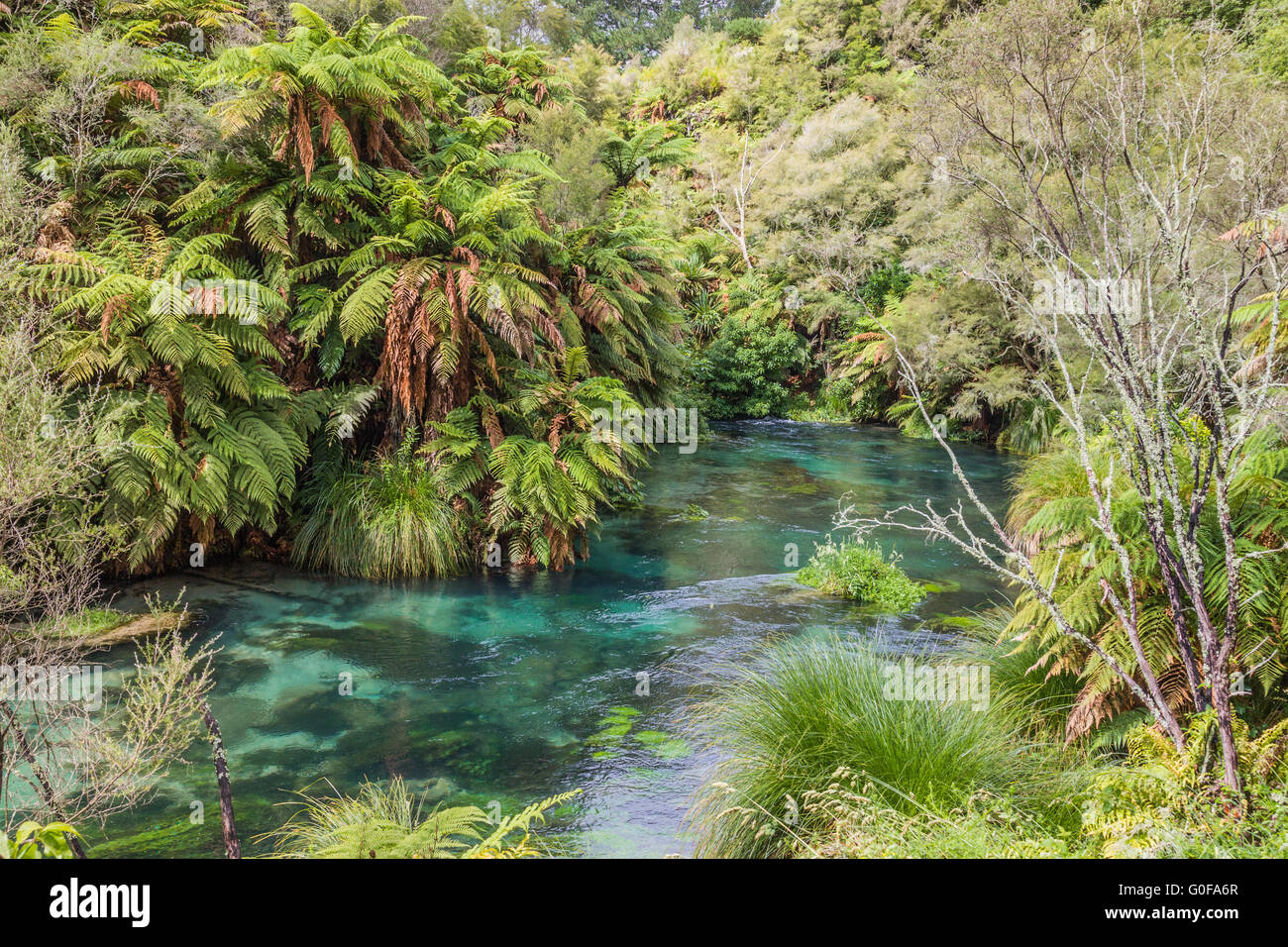 Tree ferns at the Blue Spring, New Zealand Stock Photo