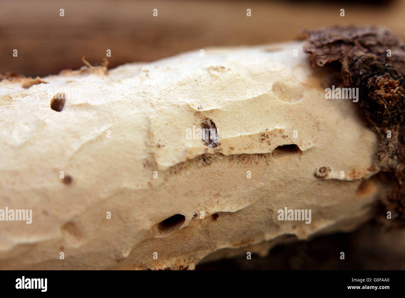 wood worm Stock Photo