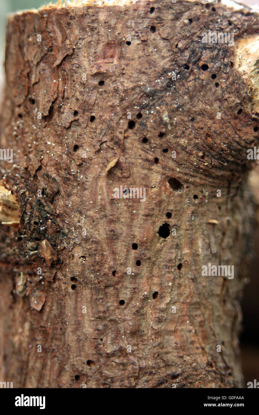wood worm Stock Photo Alamy