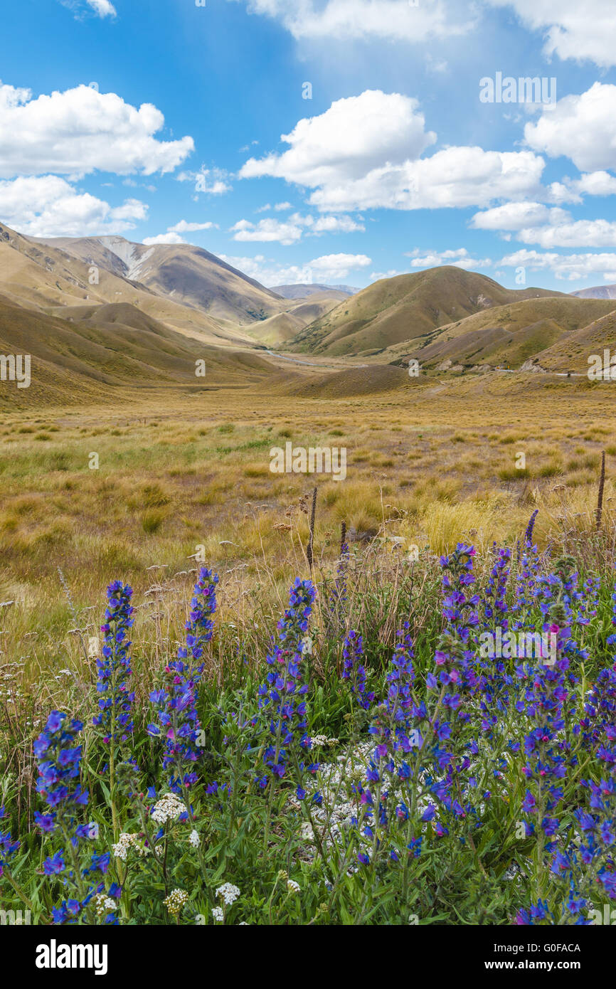 Hills, tussock and lupins, Otago, New Zealand Stock Photo