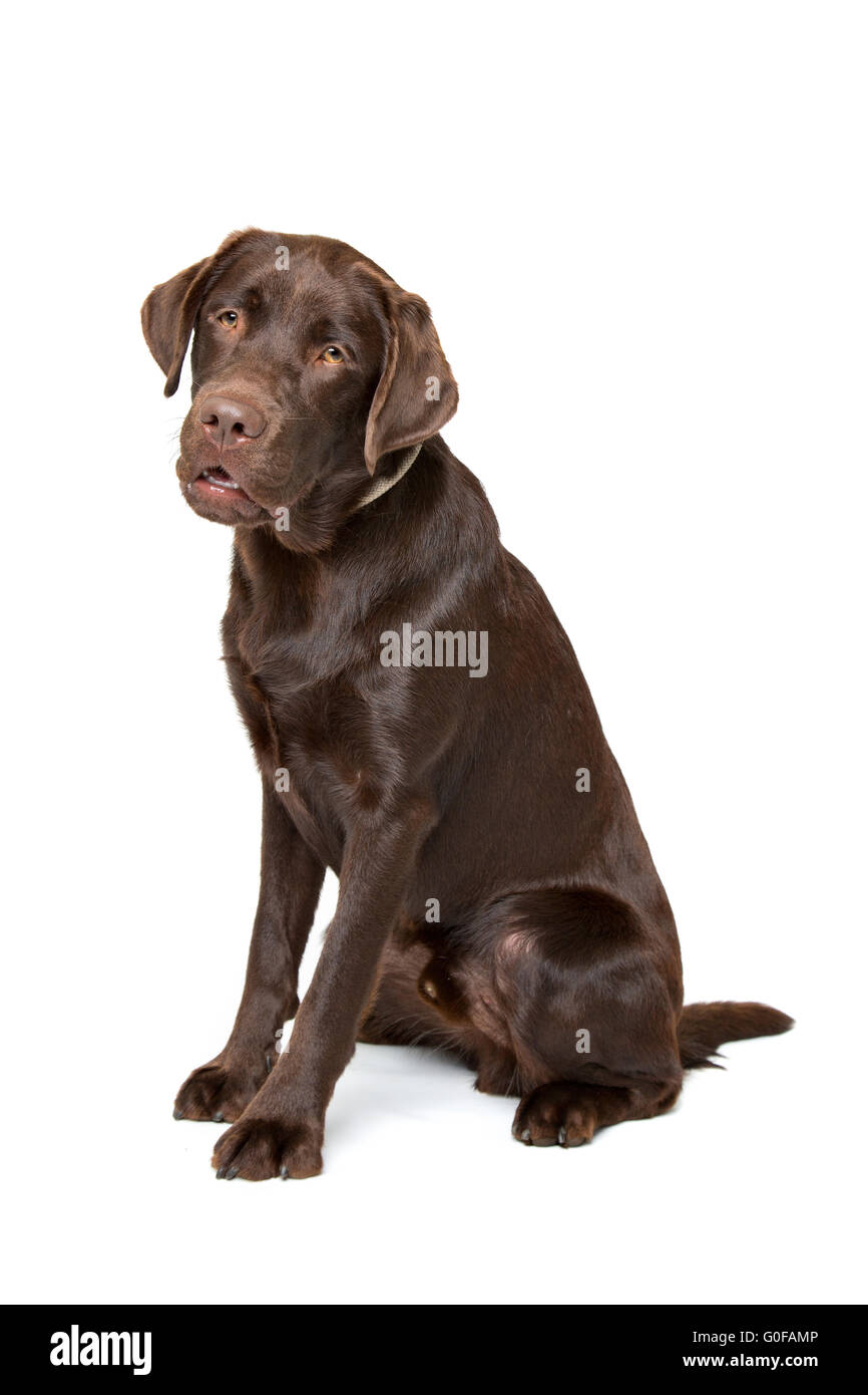 Chocolate Labrador dog Stock Photo