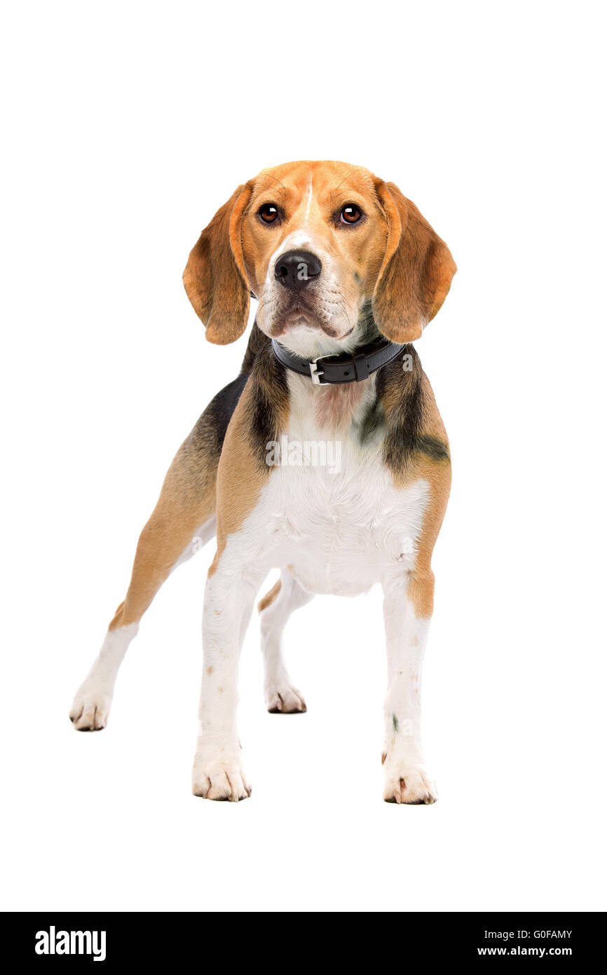 What Is A Beagle Dog Look Like