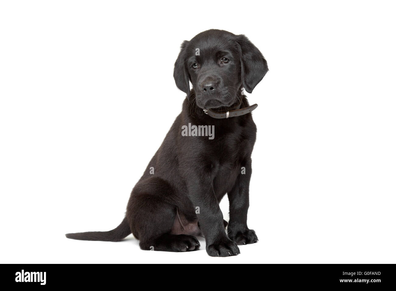 black Labrador puppy Stock Photo