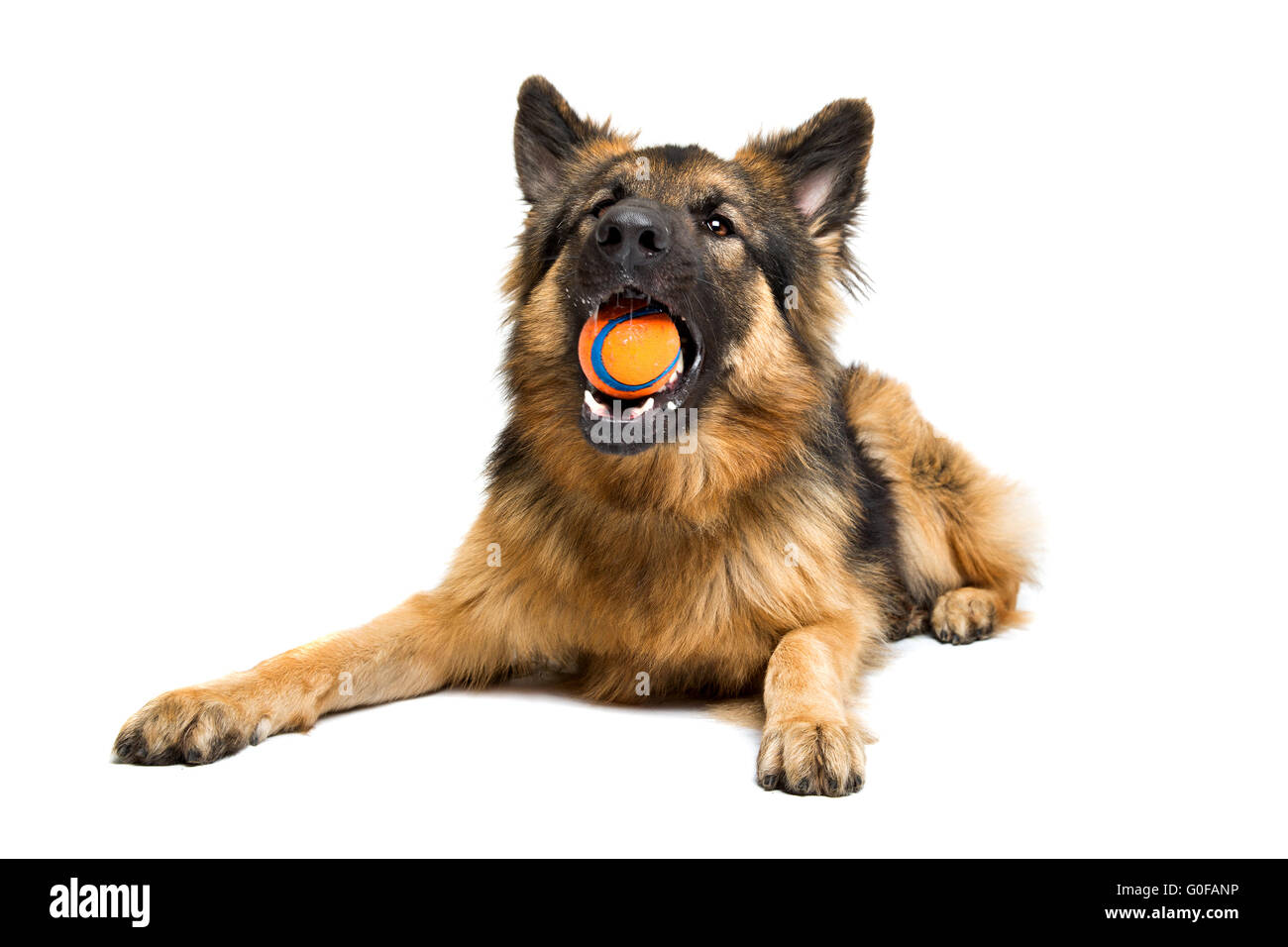 German shepherd chewing an orange ball Stock Photo