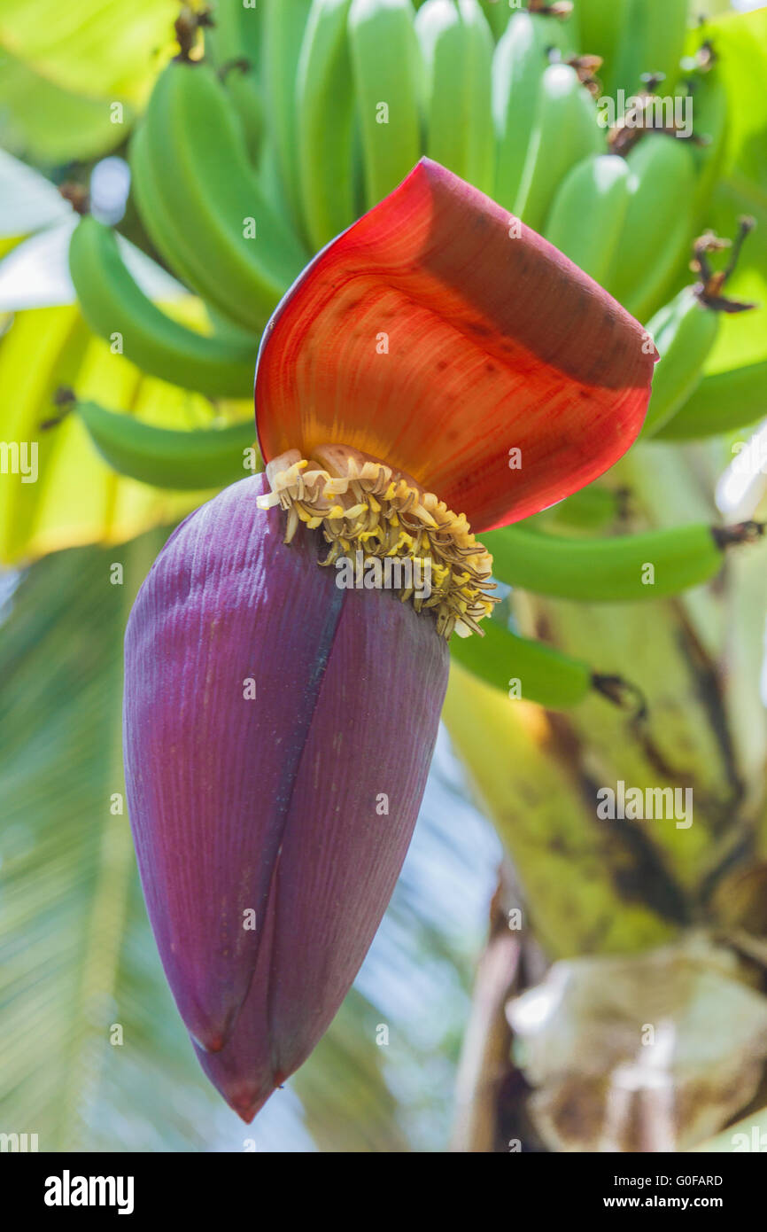 Banana blossom Stock Photo