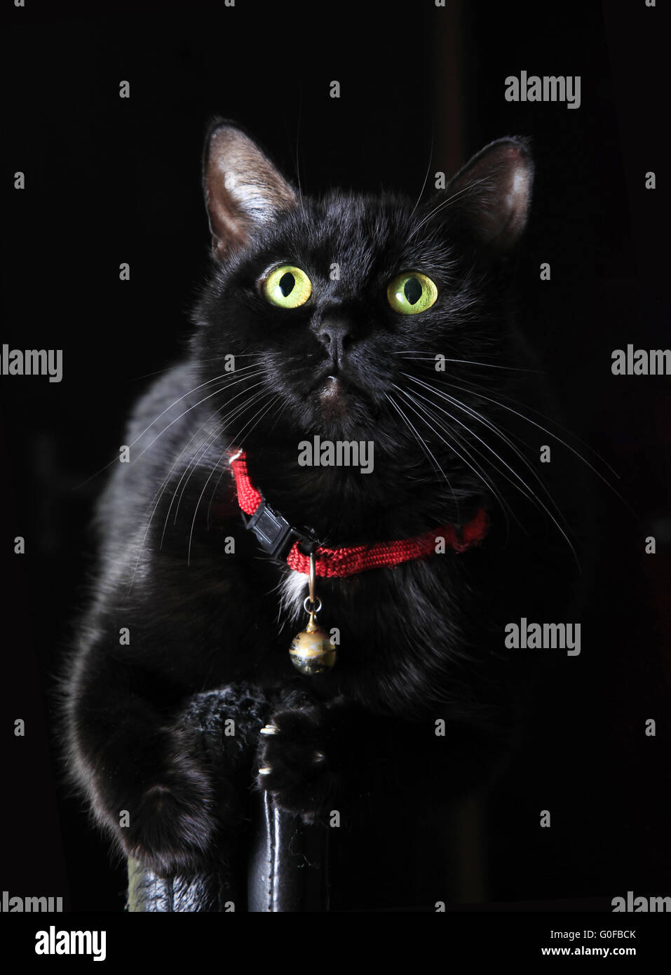 Black cat red collar hires stock photography and images Alamy