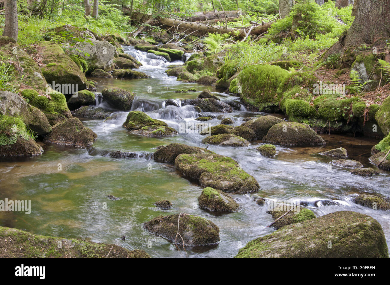 Stream tree hi-res stock photography and images - Alamy
