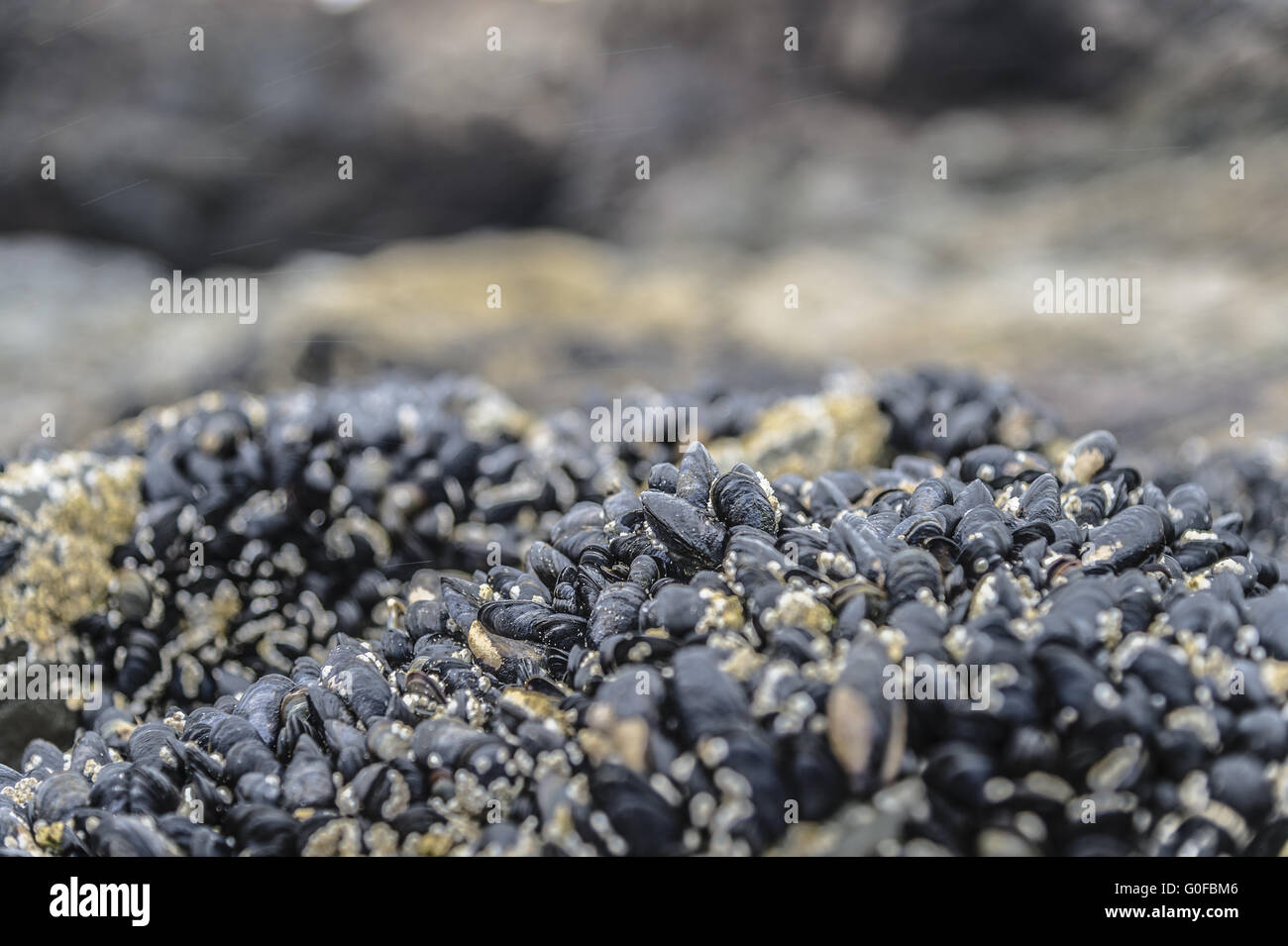 Mussels (Mytilidae) Stock Photo