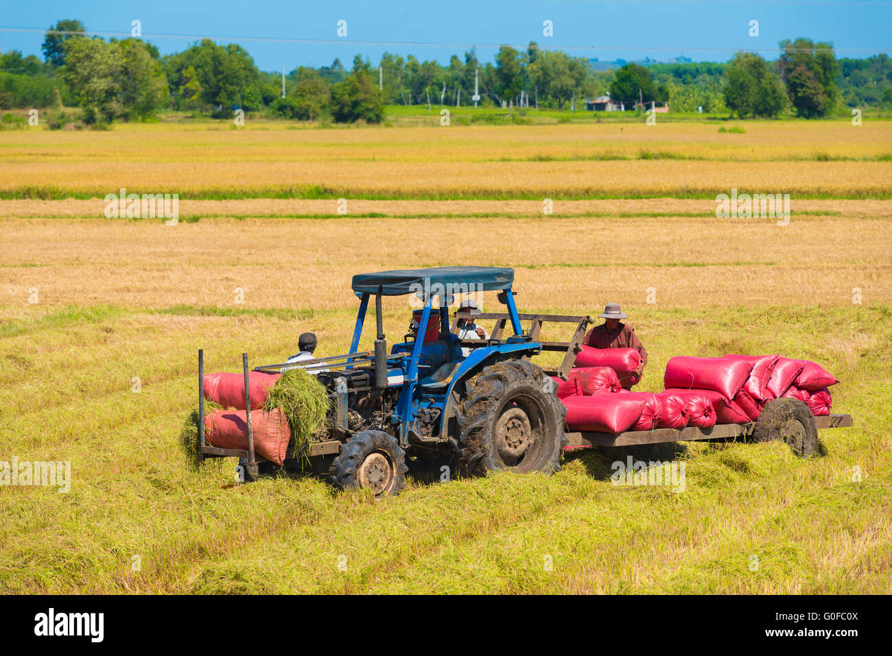 tractor collects sacks with harvested rice Stock Photo - Alamy